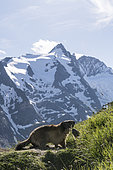 Alpine marmot ( Marmota marmota), in front of Grossglockner - Austria's highest mountain, National Park Hohe Tauern, Austria