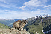 Alpine marmot ( Marmota marmota), in front of mountains, National Park Hohe Tauern, Austria
