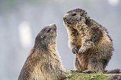 Alpine marmot ( Marmota marmota), two adults, National Park Hohe Tauern, Austria