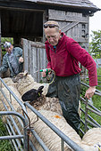 farmer worming sheep, england