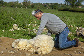 Fermier vérifiant la toison d'un mouton, Tonte des moutons, Angleterre