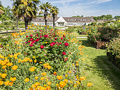 California poppy (Eschscholzia californica) and hybrid rose (Rosa rekord) 'Milano', Roseraie de l'Ecole du Breuil, Paris, France