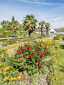 California poppy (Eschscholzia californica) and hybrid rose (Rosa rekord) 'Milano', Roseraie de l'Ecole du Breuil, Paris, France