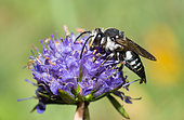 Dull-vented Sharp-tail (Coelioxys elongata) femalle on Devilsbit (Succisa pratensis), Pays de Loire, France