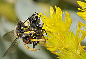 Cotton bee (Anthidium oblongatum) male hunting by pricking a Leaf-cutting cuckoo bee (Coelioxys aurolimbata) female, Northern Vosges Regional Nature Park, France
