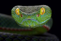 Siamese peninsula pitviper (Popeia fucata)