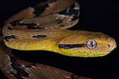 Dog toothed catsnake (Boiga cynodon)