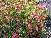 Rosa 'Douceur Normande', Breeder: Meilland (FRA) 1993, in bloom