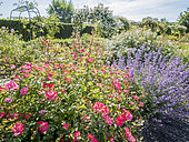 Nepeta faassenii 'Walker's Low', Rosa 'Douceur Normande', in bloom