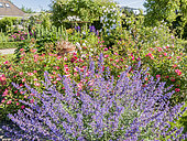 Nepeta faassenii 'Walker's Low', Rosa 'Douceur Normande', in bloom