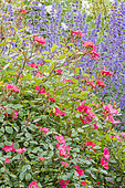 Rosa 'Douceur Normande', Nepeta faassenii 'Walker's Low', flowers