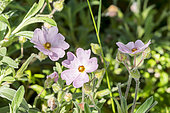 Dwarf pink rockrose, Cistus skanbergii, flowers