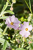 Dwarf pink rockrose, Cistus skanbergii, flowers