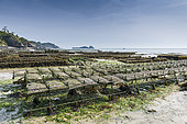 Cancale oyster farm at low tide, Brittany, France