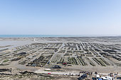 Cancale oyster farm at low tide, Brittany, France