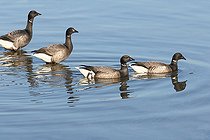 Group of wintering Brent Geese (Branta bernicla) 1 dark breed bernicla (Siberian Russia) 3 light breed hrota (Svalbard Greenland), Finistère, France