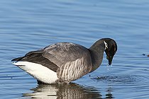 Dark-bellied Brent Goose (Branta bernicla bernicla) adult eating an ulva overwintering at high tide, Finistère, France