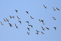 Flight of Pale-bellied Brent geese (Branta bernicla) adults overwintering at high tide, Finistère, France