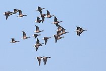 Flight of Pale-bellied Brent geese (Branta bernicla) adults overwintering at high tide, Finistère, France