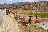 Deforestation in Madagascar, storage along the national road 7, 80% of the forest has disappeared, Madagascar center