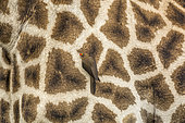 Red billed Oxpecker (Buphagus erythrorhynchus) in Giraffe (Giraffa camelopardalis) skin in Kruger National park, South Africa