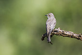 Spotted Flycatcher (Muscicapa striata) isoalted in natural background in Kruger National park, South Africa