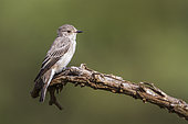 Spotted Flycatcher (Muscicapa striata) isoalted in natural background in Kruger National park, South Africa
