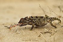 Namaqua chameleon (Chamaeleo namaquensis), feeding, Namib Desert near Swakopmund, Namibia, Africa