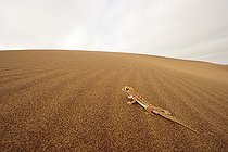 Palmato gecko, Namib desert near Swakopmund, Namibia, Africa