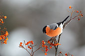 Bullfinch (Prrhula pyrrhula) male eating on Rowan's berry, France