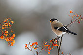 Bullfinch (Prrhula pyrrhula) female eating on Rowan's berry, France