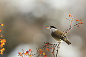Blackcap (Sylvia atricapilla) Male eating Rowan's berry berries, France