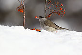 Blackcap (Sylvia atricapilla) Male eating Rowan's berry berries on snow, France