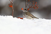 Blackcap (Sylvia atricapilla) Male eating Rowan's berry berries on snow, France