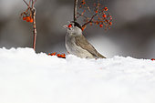 Blackcap (Sylvia atricapilla) Male eating Rowan's berry berries on snow, France