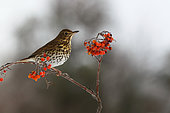 Song thrush (Turdus philomelos) on Rowan's berry, France