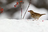 Song thrush (Turdus philomelos) eating Rowan's berry berries on snow, France