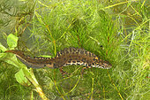 Blasius' triton (Triturus x blasii) in the aquatic vegetation of a pond, Mayenne, France