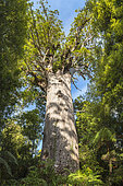 Tāne Mahuta, Giant Kauri tree in the Waipoua Forest, North Island, New Zealand