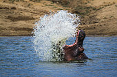 Hippopotamus (Hippopotamus amphibius) splashing with open mouth in Kruger National park, South Africa