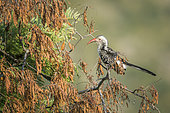 Southern Red billed Hornbill (Tockus rufirostris) isolated in natural background in Kruger National park, South Africa
