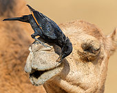 Tristram's Starling (Onychognathus tristramii), adult male looking for insects on the head of a Dromedary Camel, Dhofar, Oman