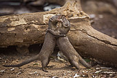 Two Common dwarf mongoose (Helogale parvula) fighting in Kruger National park, South Africa