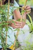 Staking a jasmine.