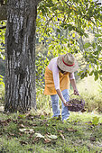 Woman picking nuts in autumn.