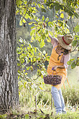 Woman picking nuts in autumn.
