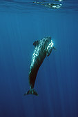 Short-finned pilot Whale (Globicephala macrorhynchus) female carying a born dead calf, Tenerife, Canary Islands, Spain, Atlantic Ocean