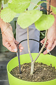 Installing a drip sprinkler at the foot of a fig tree in pot