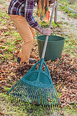 Raking dead leaves. Man raking leaves on the lawn with a wide rake, in autumn.