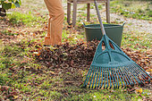Raking dead leaves. Man raking leaves on the lawn with a wide rake, in autumn.